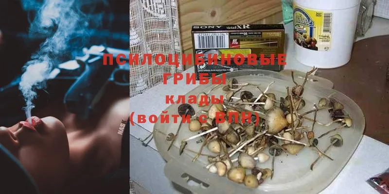 Псилоцибиновые грибы Psilocybe  где продают наркотики  Нестеровская 